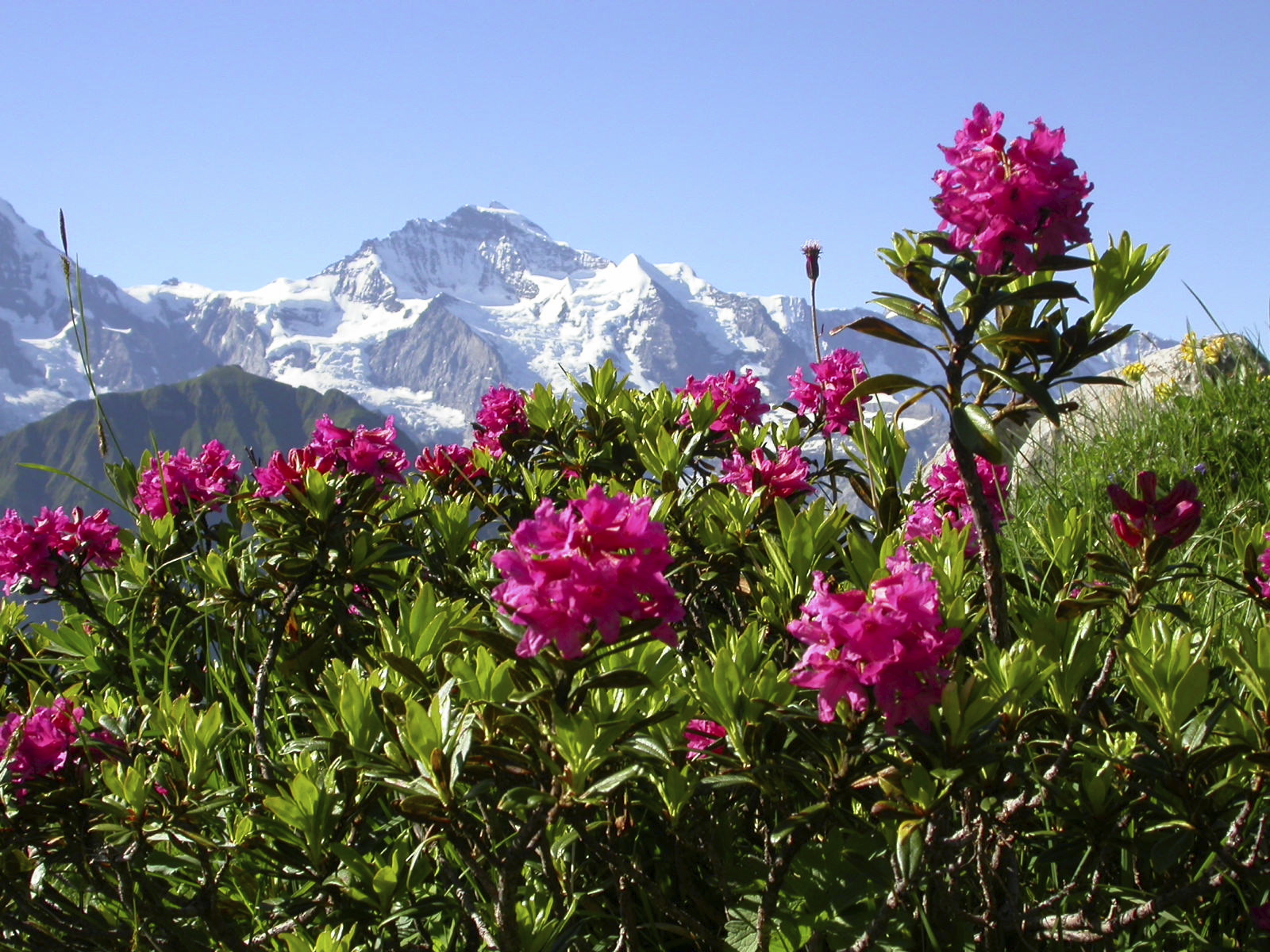 Alpine Rose Active | Mibelle Biochemistry