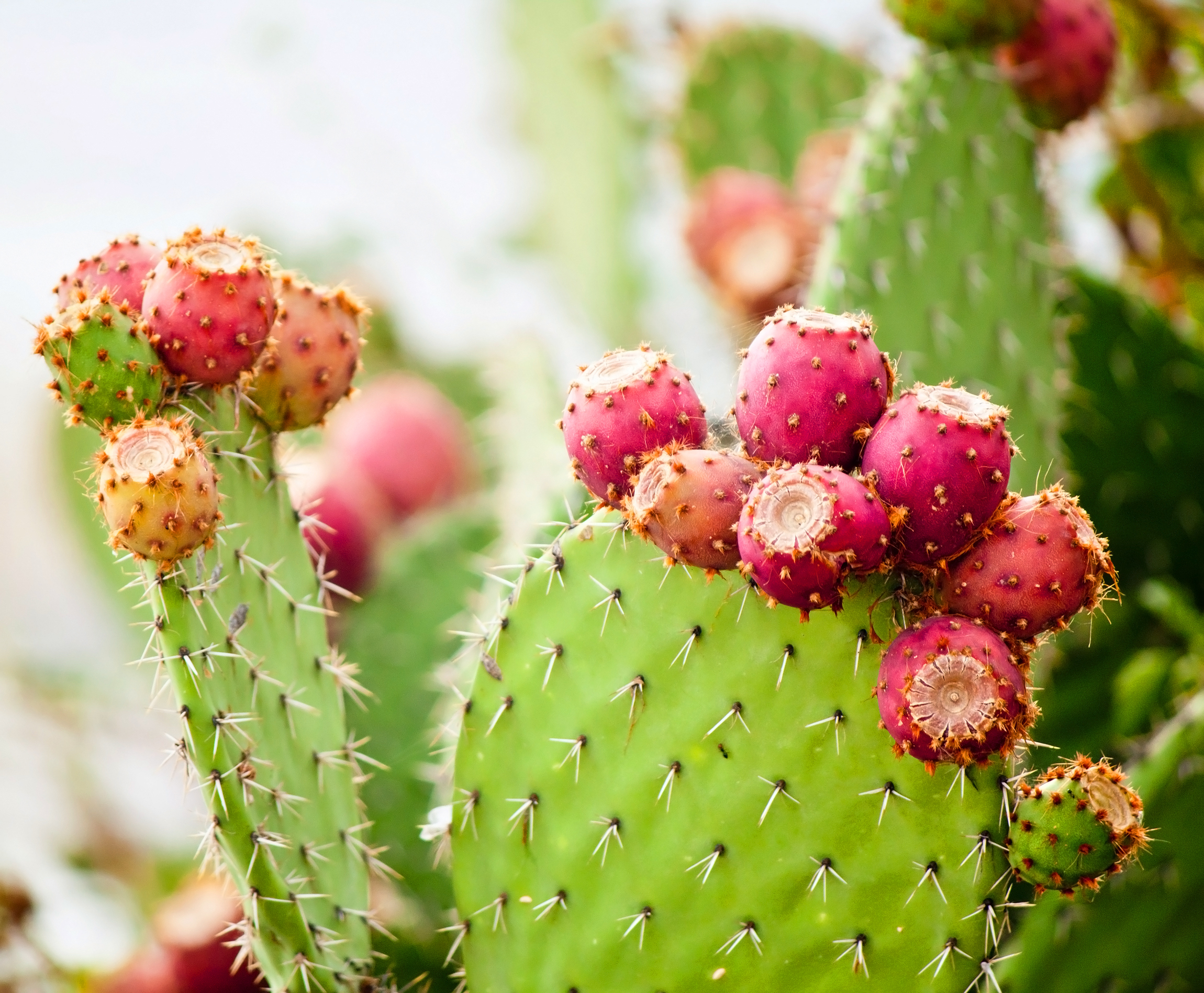 Prickly pear. Опунция Инжирная Кактус. Опунция индийская Инжирная. Опунция Кактус Мексика. Кактус опунция Робуста.