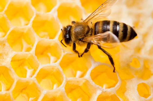 Bee_in_honeycomb
