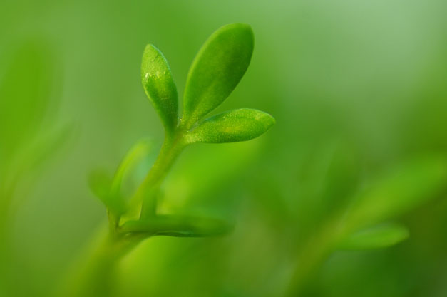 Swiss Cress Sprout Extract, Lepidium Sativum, Ingredient