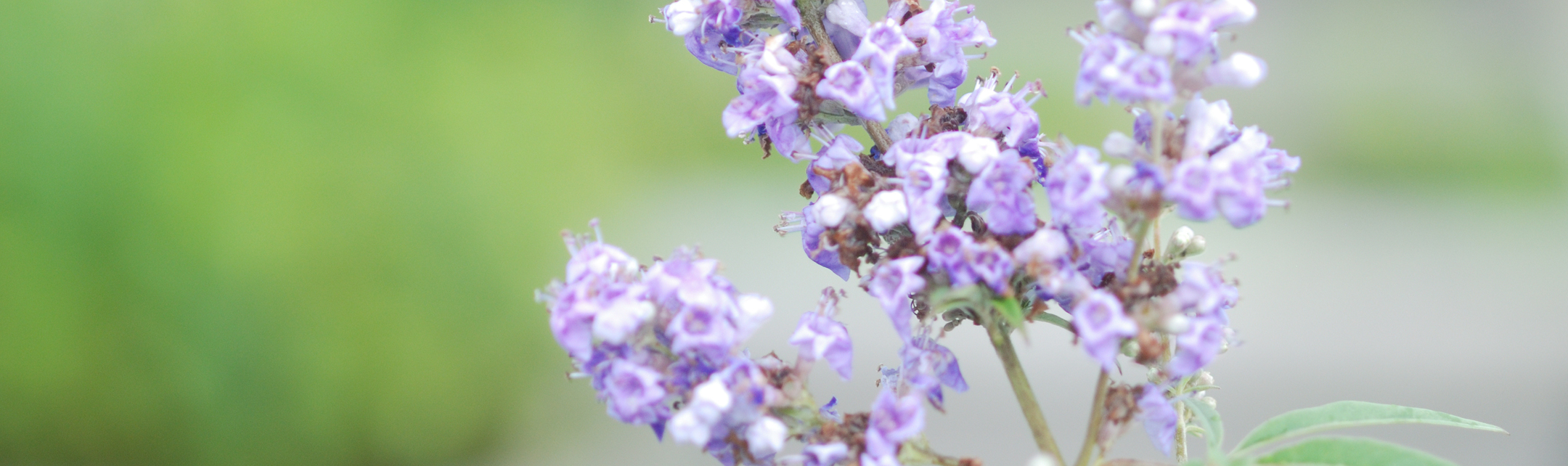 Happybelle_PE_header