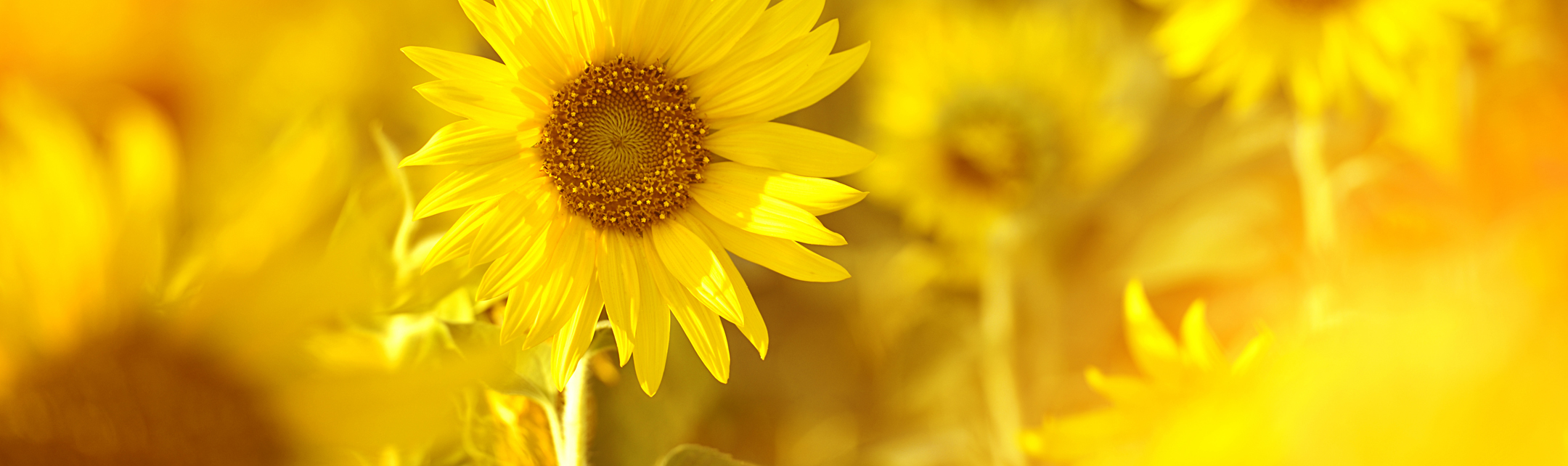 Sunflower_Shoot_Active_header