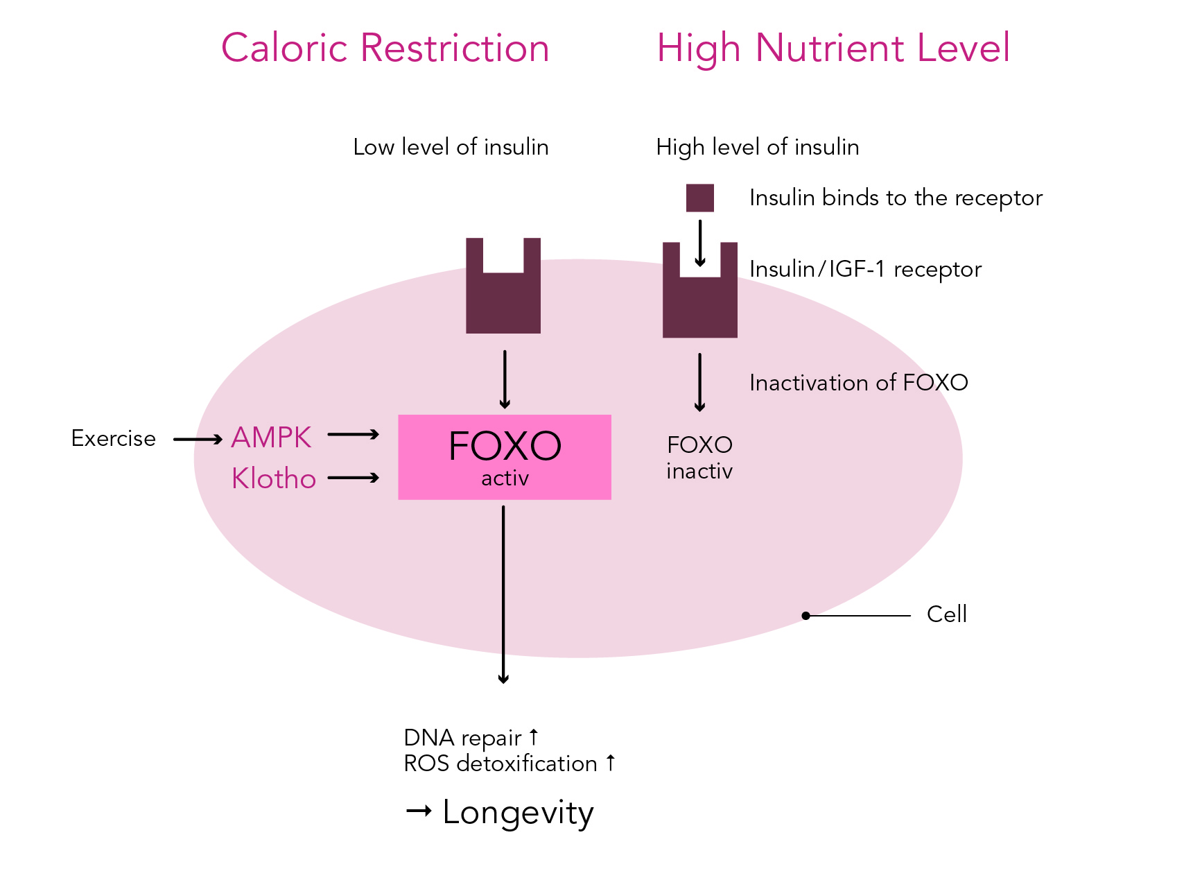 caloric restriction and nutrient intake