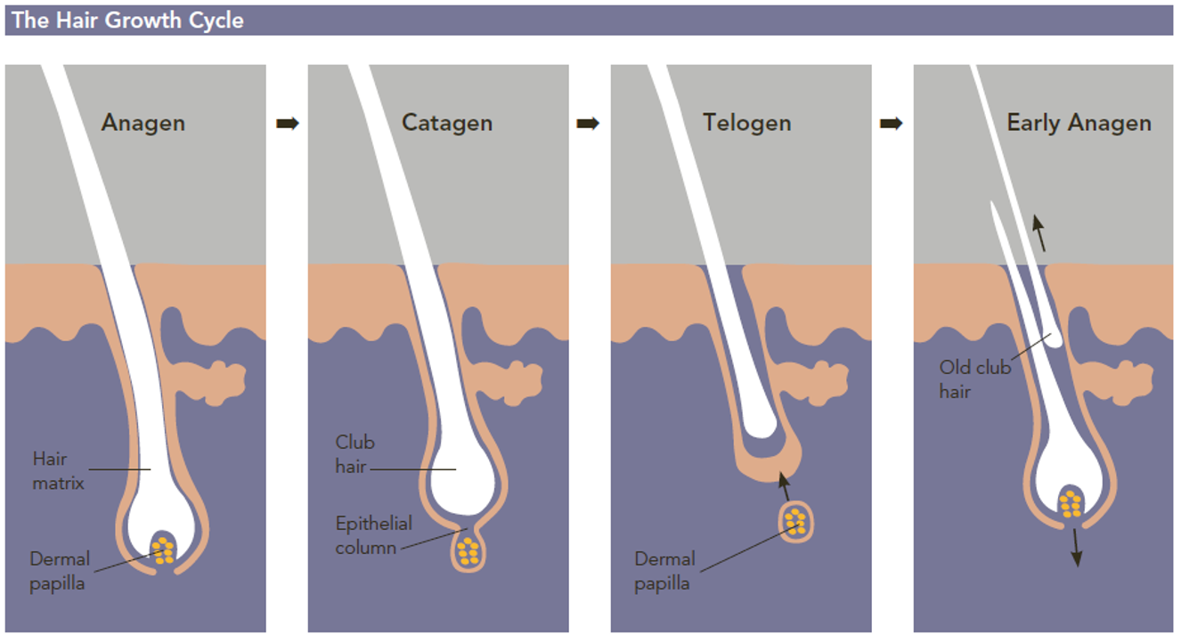 Anagen Effluvium  Dermatology Advisor