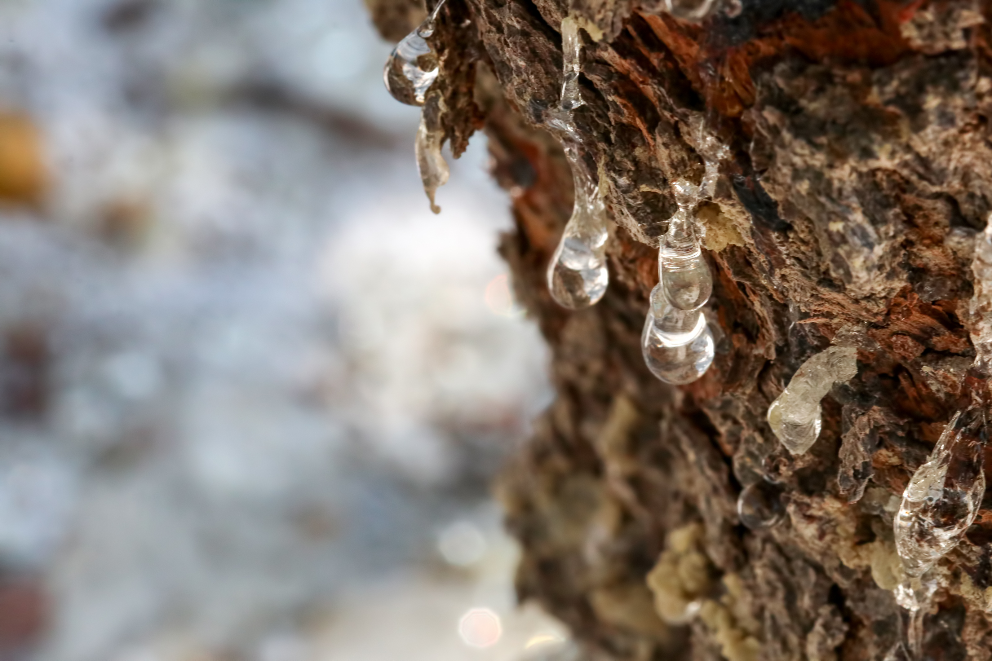 Mastic from Chios island: The miracle tear