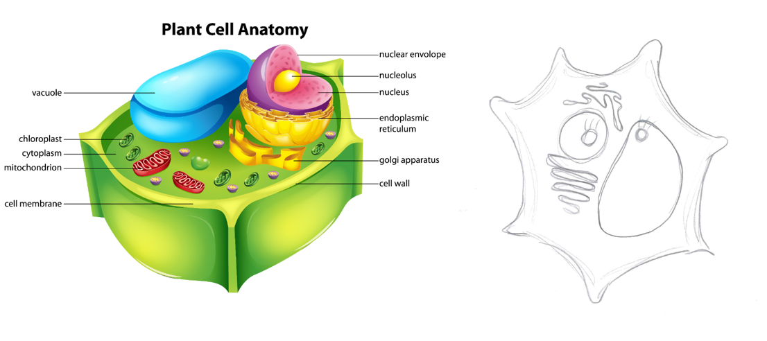 plant cell