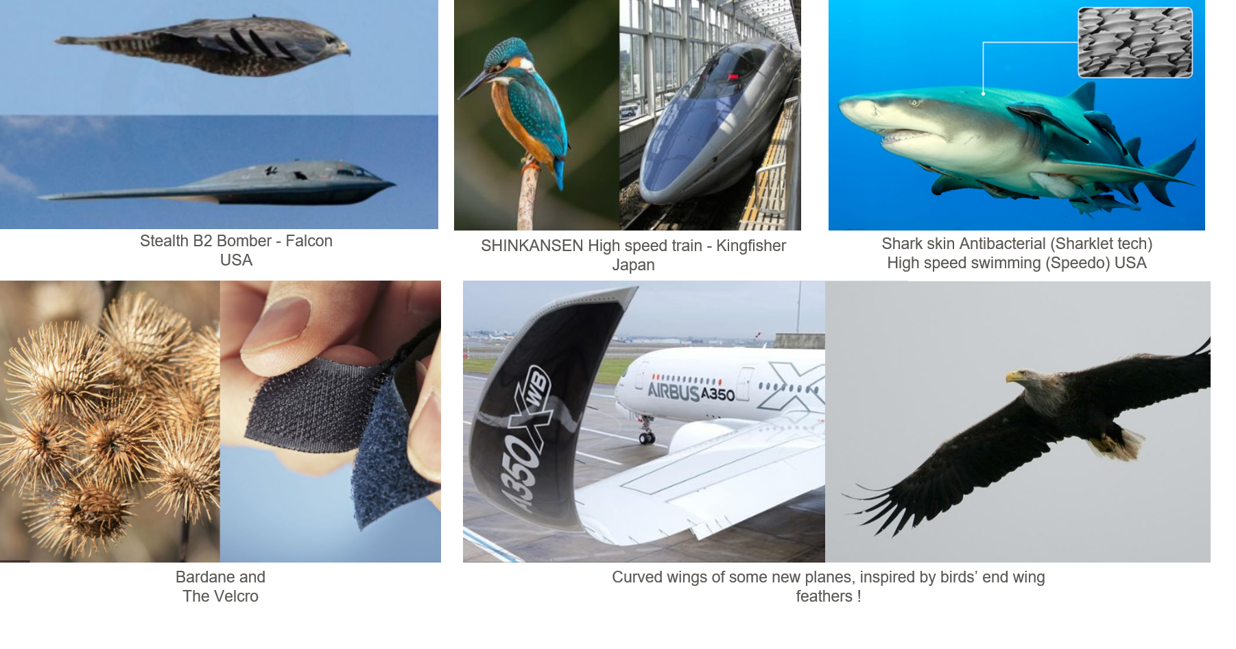 Biomimicry Examples 8 Amazing Examples Of Biomimicry Biomimicry Examples 8 Amazing Examples Of Biomimicry