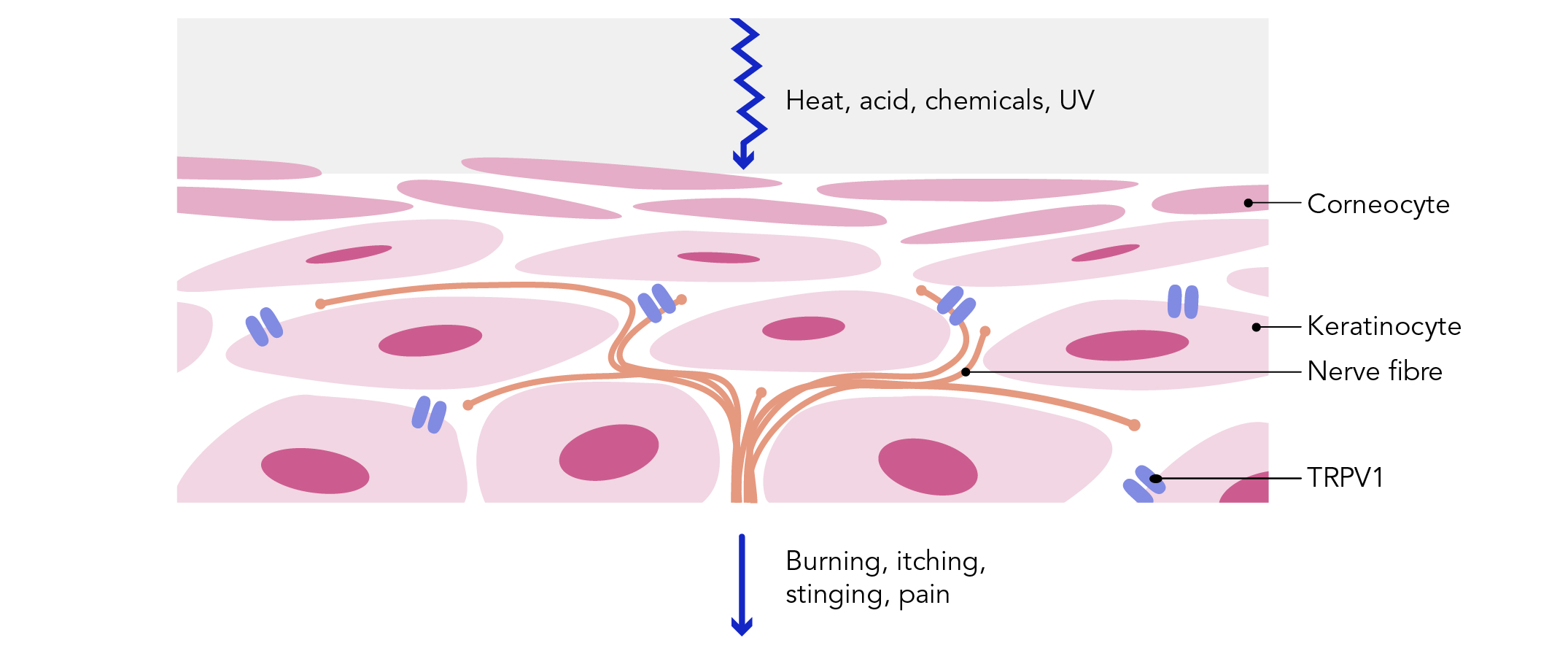 don-t-touch-how-our-skin-senses-temperature-and-pain-implications