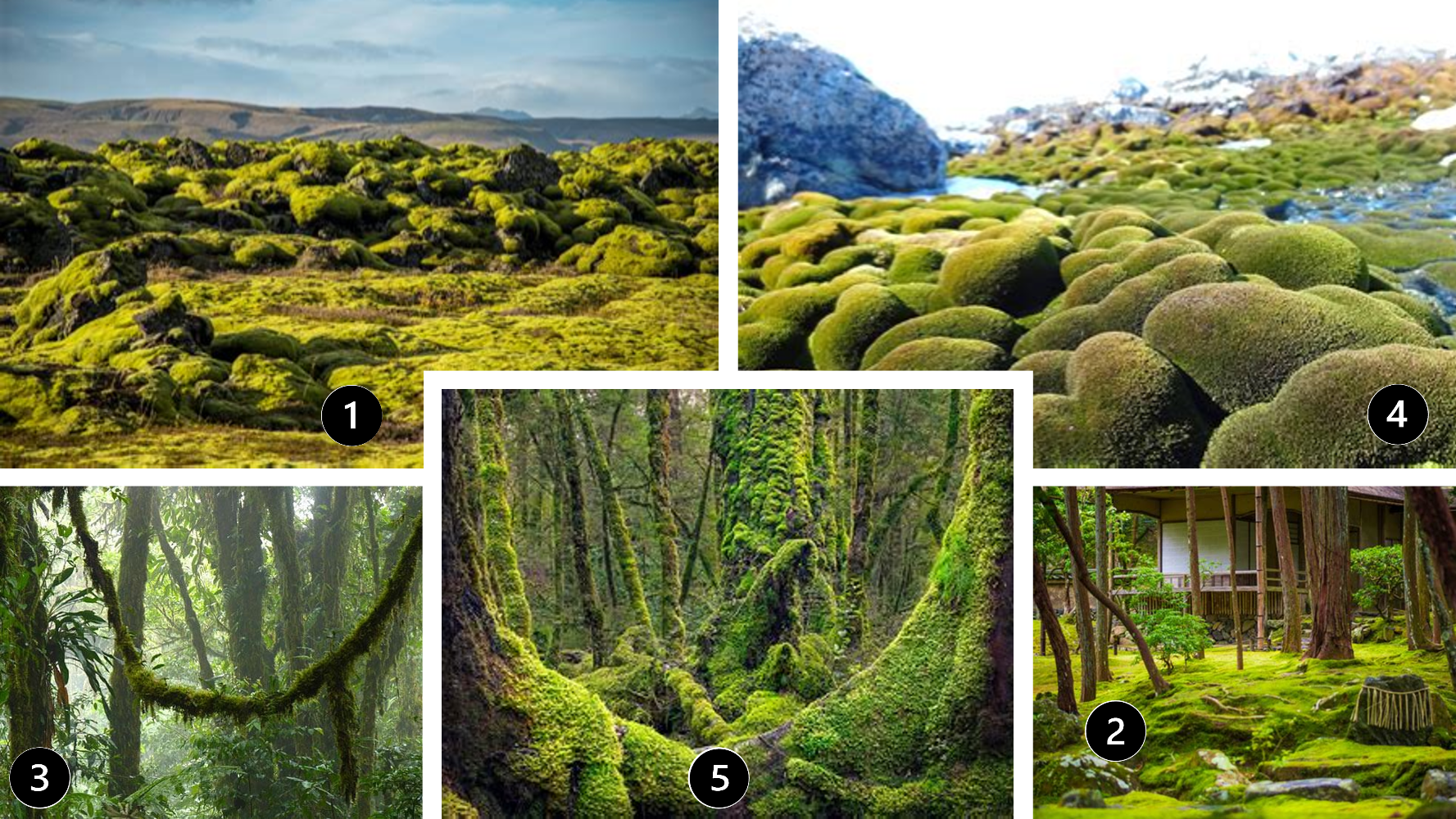 Moss collage