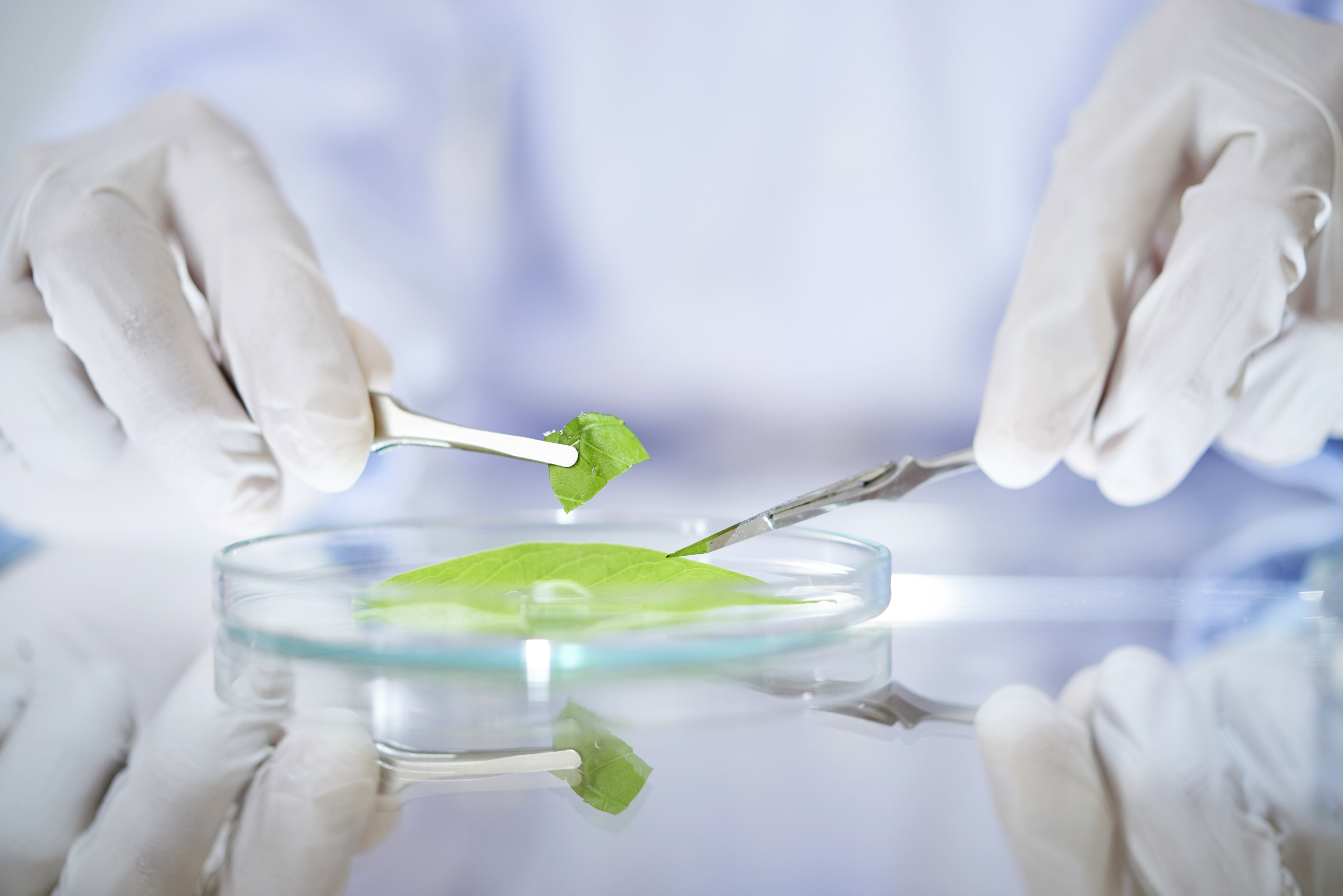Plant stem cell culture production (PhytoCellTec™)