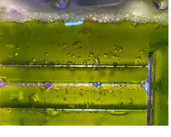 Snow algae