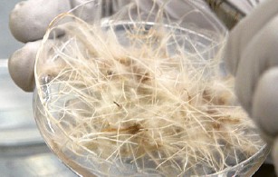 hairy root