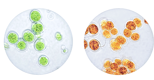 Ein Bild, das Essen, Kreis enthält.
KI-generierte Inhalte können fehlerhaft sein.