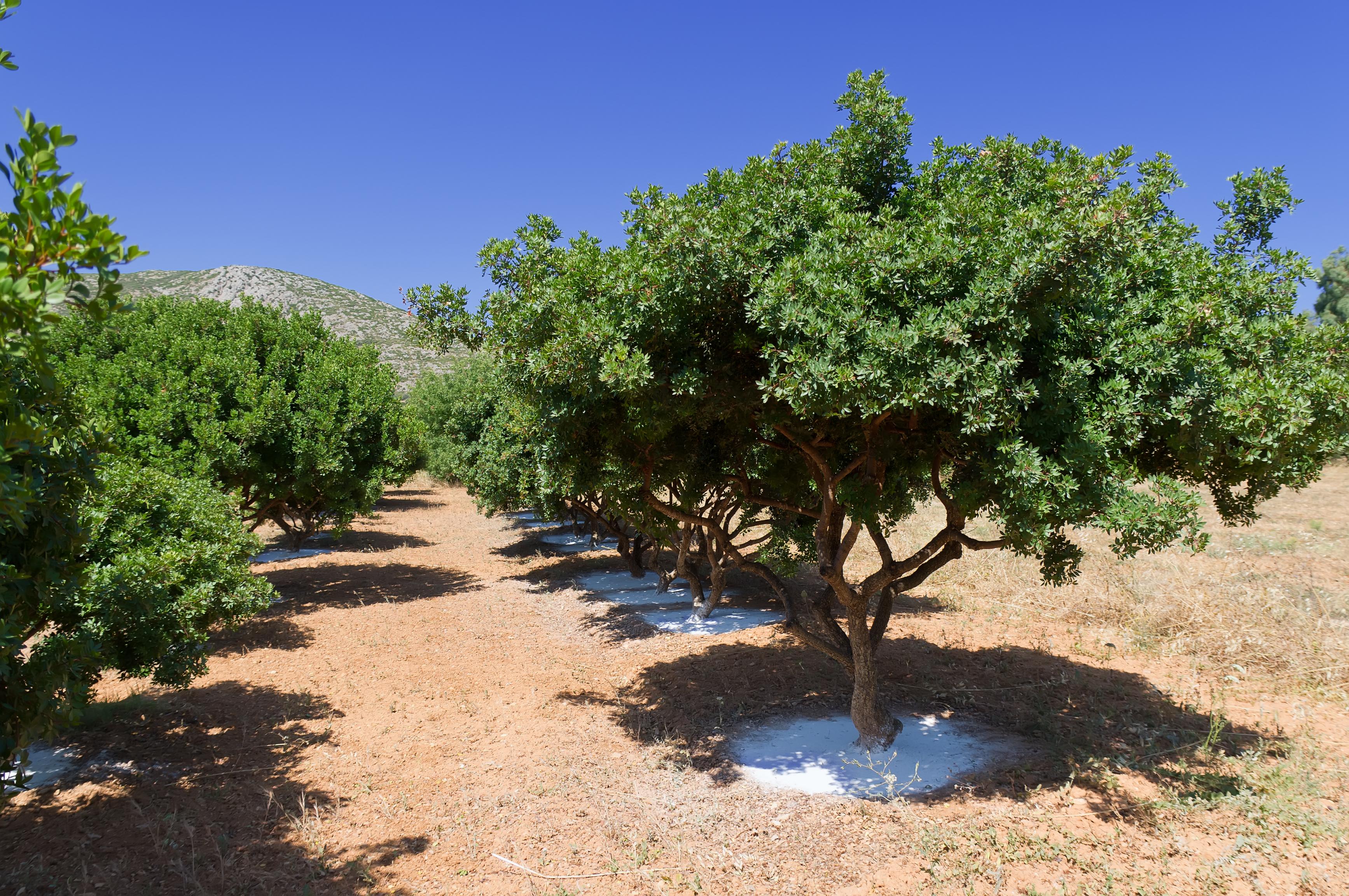 Mastic from Chios island: The miracle tear | Mibelle Biochemistry