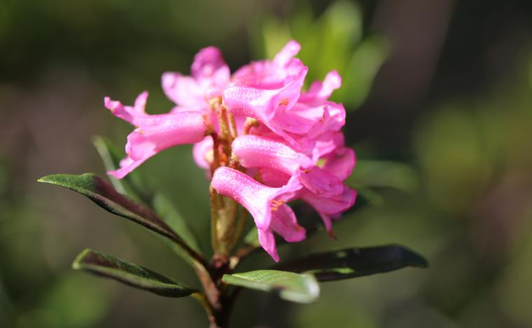 Phytocelltec Alp Rose Mibelle Biochemistry
