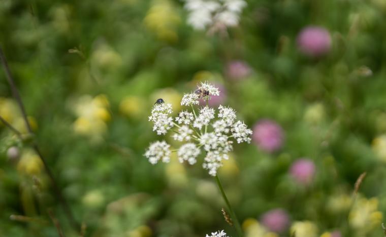 bee