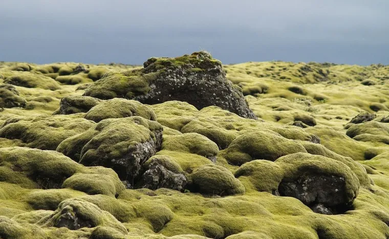 moss iceland